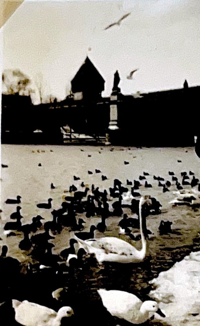 Schwäne und Enten am Seeufer, dahinter ein Turm